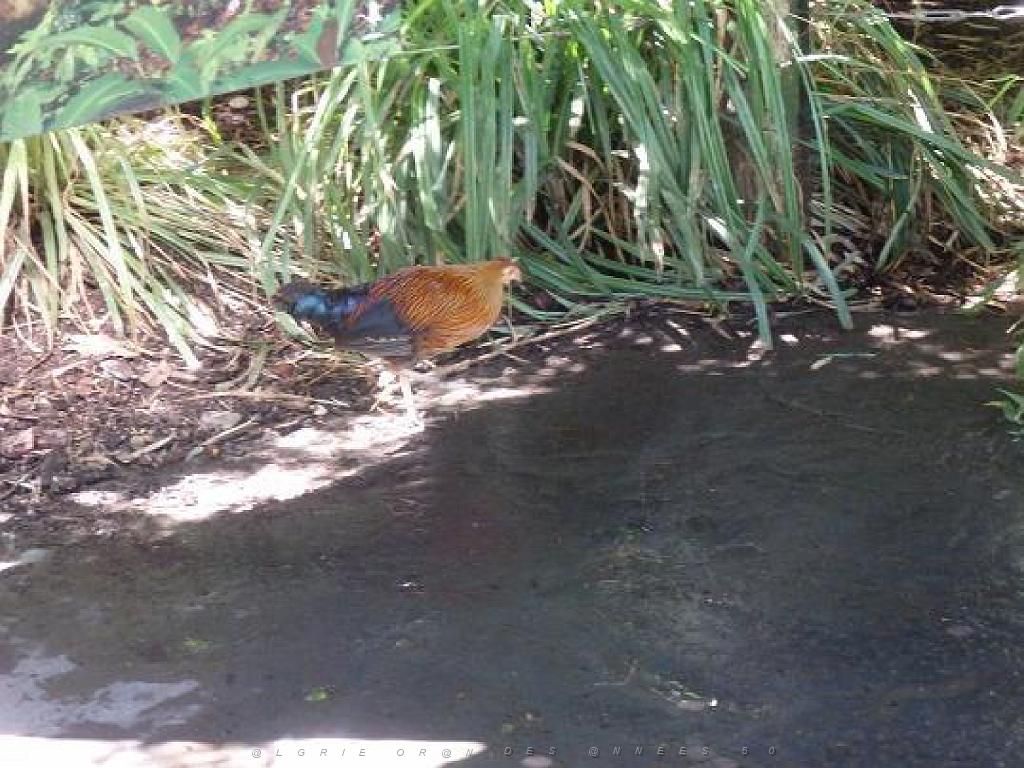 101PARC AUX OISEAUX DANS L AIN 2016 2_000038.jpg